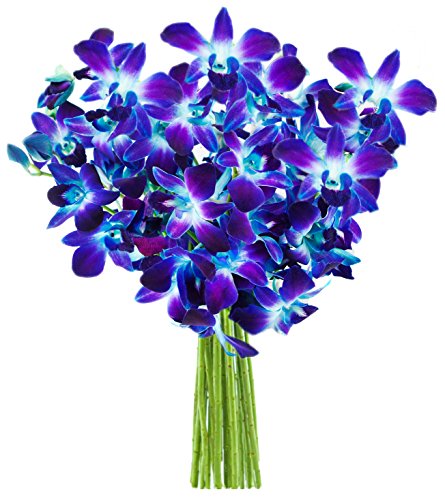 Blue Orchid Bouquet 10 Stems Without Vase Flowersnhoney Fresh Flowers And The Best Honey 7886