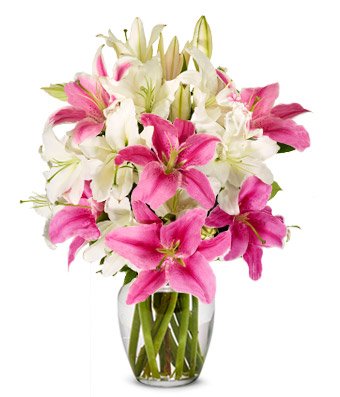 Flowers - Stunning Pink and White Lilies (FREE Vase Included ...