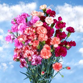 160 Mini Carnations Novelty Color | flowersnhoney | fresh flowers and ...