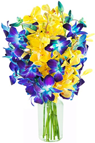 Starry Night with Blue and Yellow Orchids (10 Stems) - With Vase ...